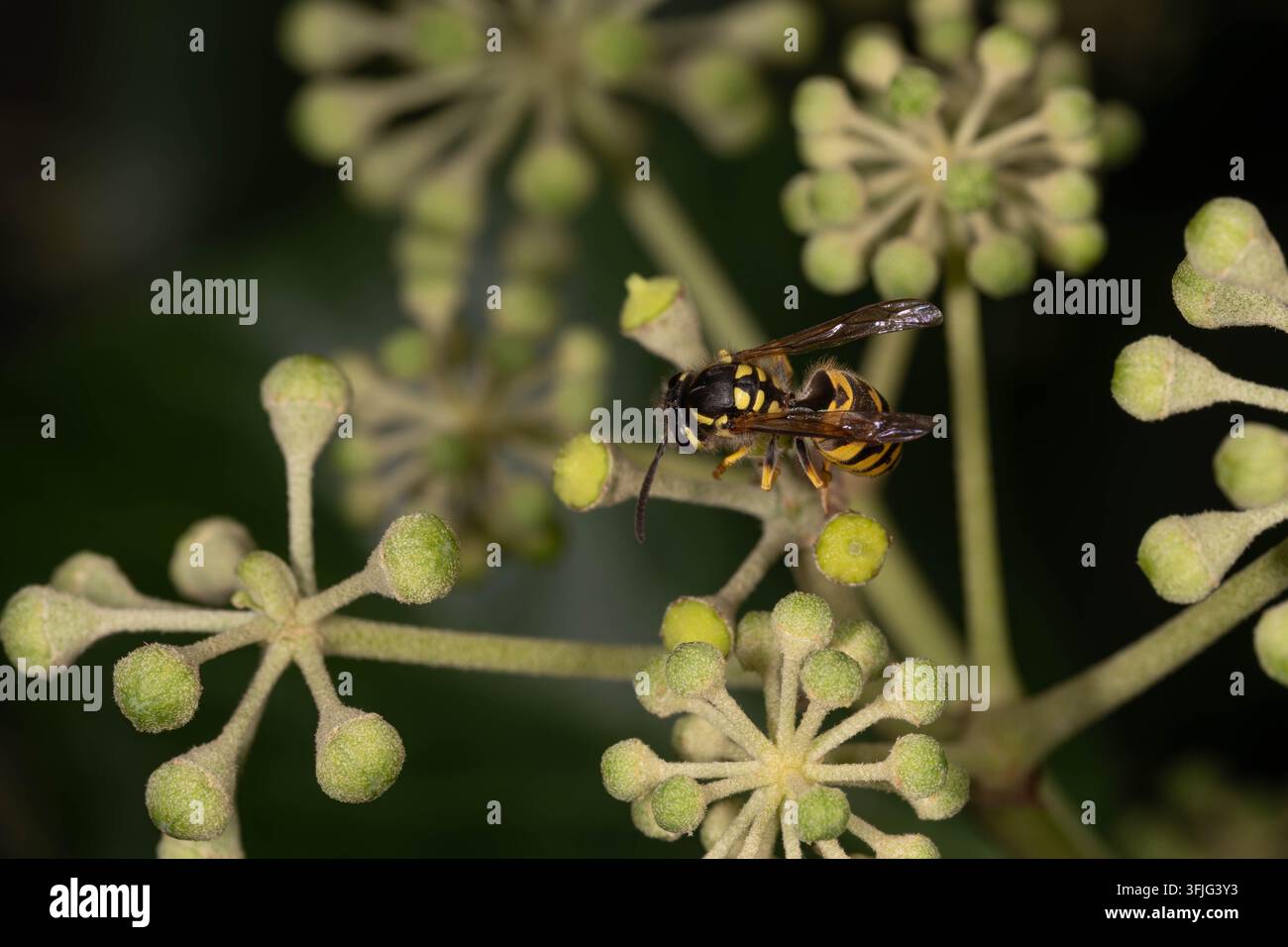 Vespa comune che riposa su boccioli di fiori di edera. Immagine macro dettagliata che mostra un importante impollinatore nel tardo stagione. Foto Stock