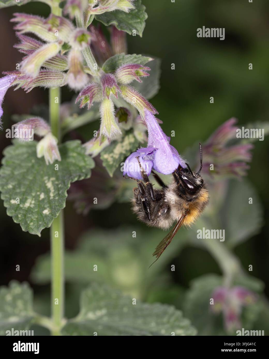 Ape cardaria comune che volteggia accanto a un fiore di catmint. L'immagine cattura il comportamento di impollinazione in un habitat naturale da giardino. Foto Stock