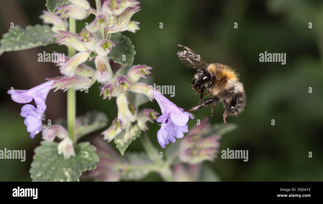 Ape cardaria comune che volteggia accanto a un fiore di catmint. L'immagine cattura il comportamento di impollinazione in un habitat naturale da giardino. Foto Stock