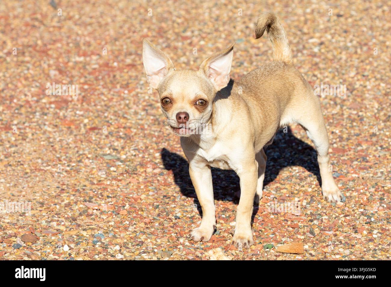 Piccolo Chihuahua maschio di razza color fulvo e vivace che abbaia alla macchina fotografica all'aperto su ghiaia Foto Stock