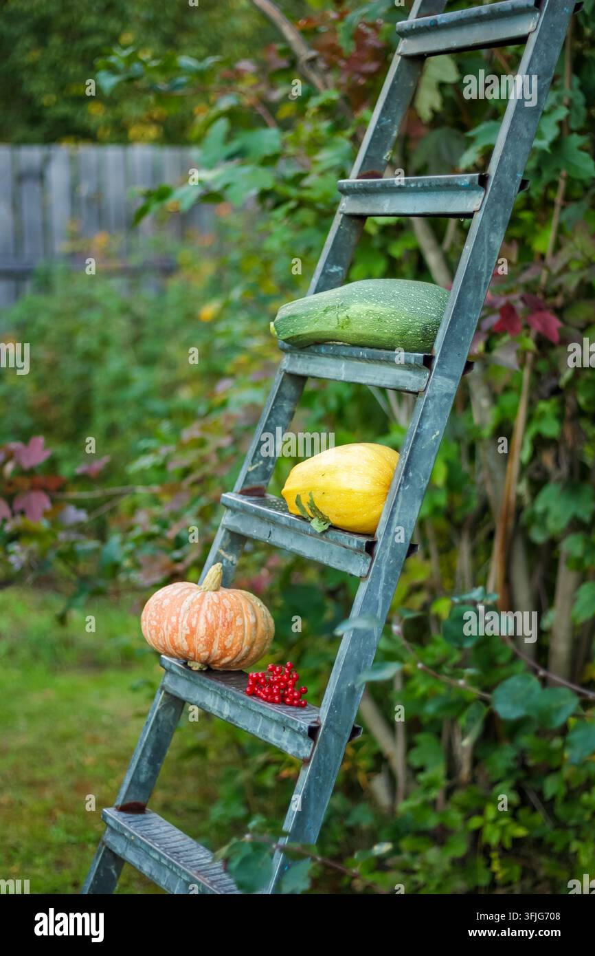 Zucca coltivate in mostra su una scala da giardino, raccolta autunnale creativa e prodotti stagionali nel cortile. Foto Stock