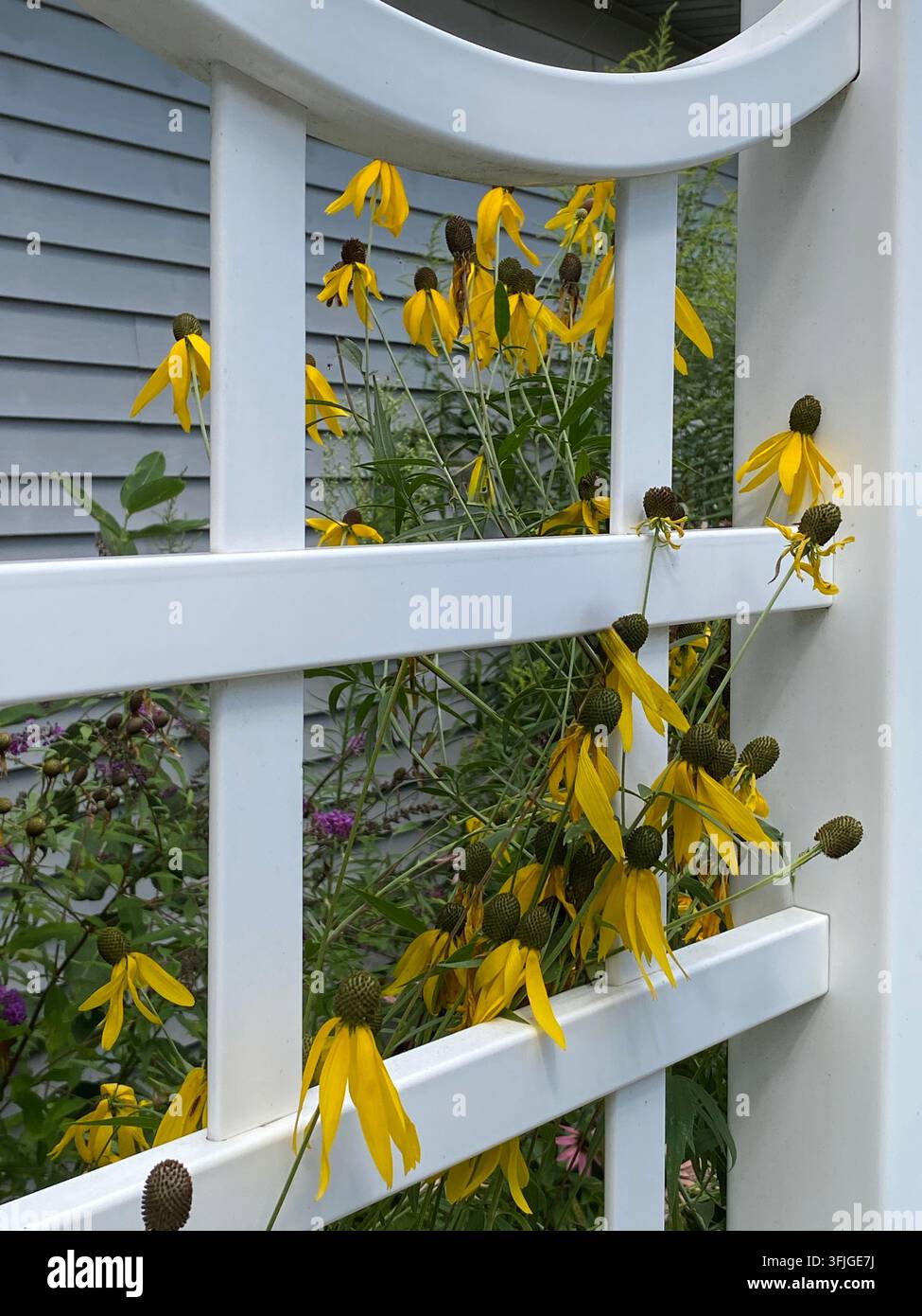 Fiori di cono dalla testa grigia che crescono su e dietro un traliccio bianco, in un giardino di fiori selvatici, con un cespuglio farfalla e un cono porpora, in estate, a - Immagine stock catturata con smartphone