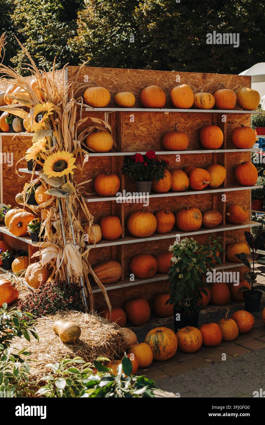 Zucche arancioni decorano scaffali di legno con mais, girasoli e fiori. Scena di raccolto stagionale per decorazioni autunnali, agricoltura, vendita al dettaglio e pubblicità Foto Stock