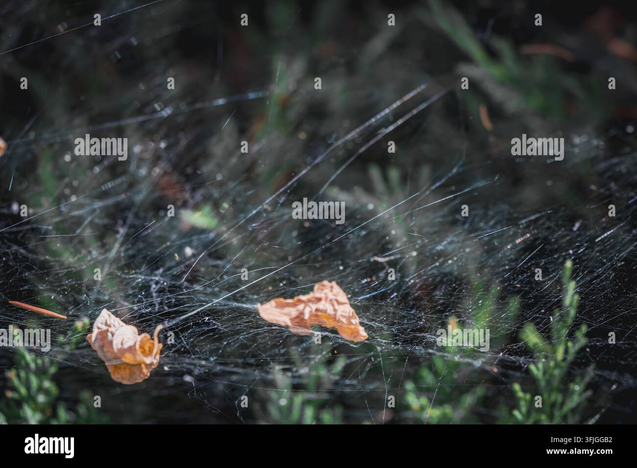 Primo piano di una delicata ragnatela tesa su un fogliame sempre verde scuro, con foglie secche intrappolate in sottili fili di seta e morbidi riflessi naturali. Foto Stock