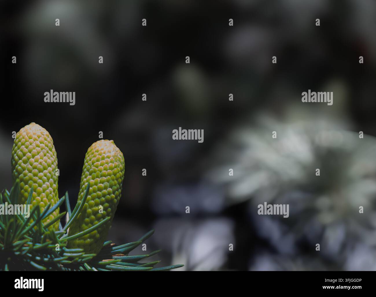 Prima pianura di due giovani coni di abete e aghi verdi conservati in colore selettivo su uno sfondo botanico monocromo scuro con sfocatura morbida. Foto Stock