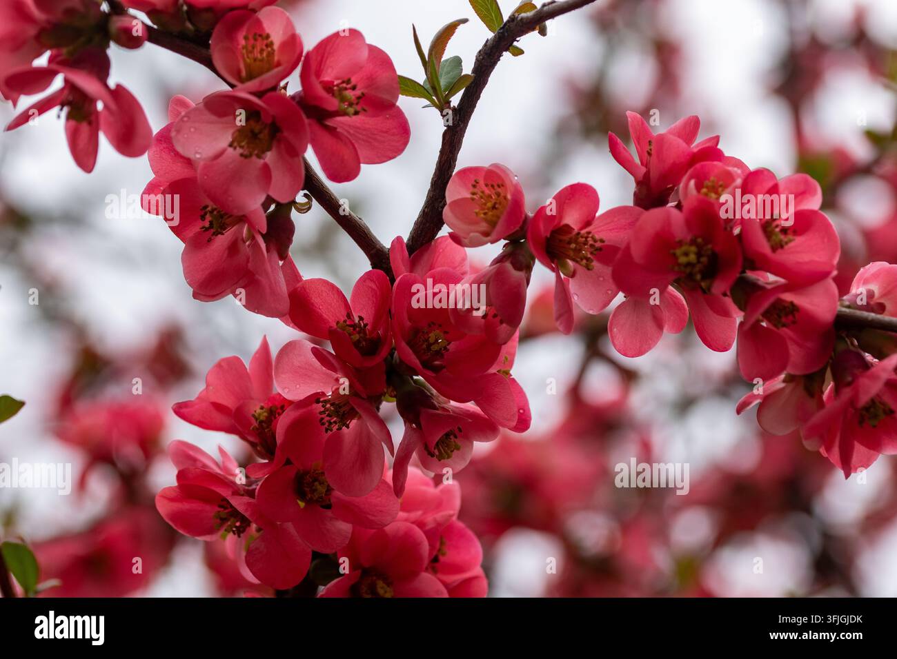 Fiori di Chaenomeles 'Pink Lady' - falsa mela cotogna, mela cotogna ornamentale Foto Stock