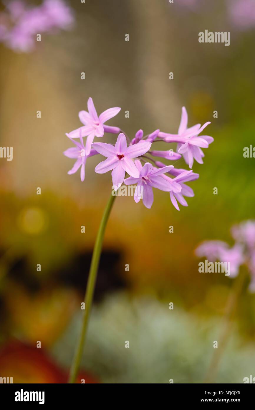 Un grappolo delicato di fiori rosa a forma di stella su uno stelo sottile si staglia contro uno sfondo di giardino morbido e sfocato da sogno. Foto Stock
