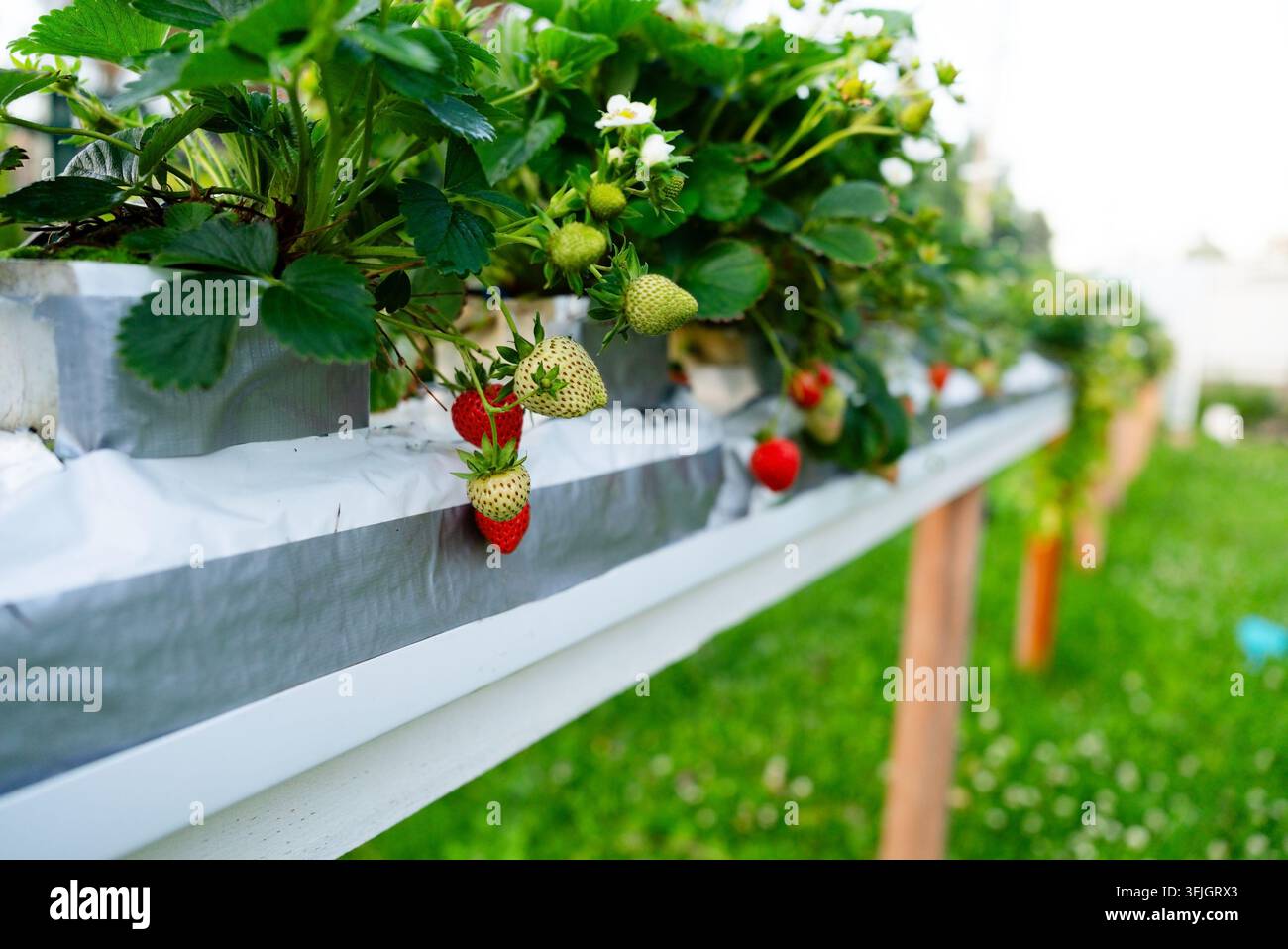 Grappoli di fragole mature pendono da una moderna fattoria verticale, offrendo abbondanti prodotti freschi. Questo design da giardino sospeso garantisce una facile raccolta di bacche sane. Foto Stock