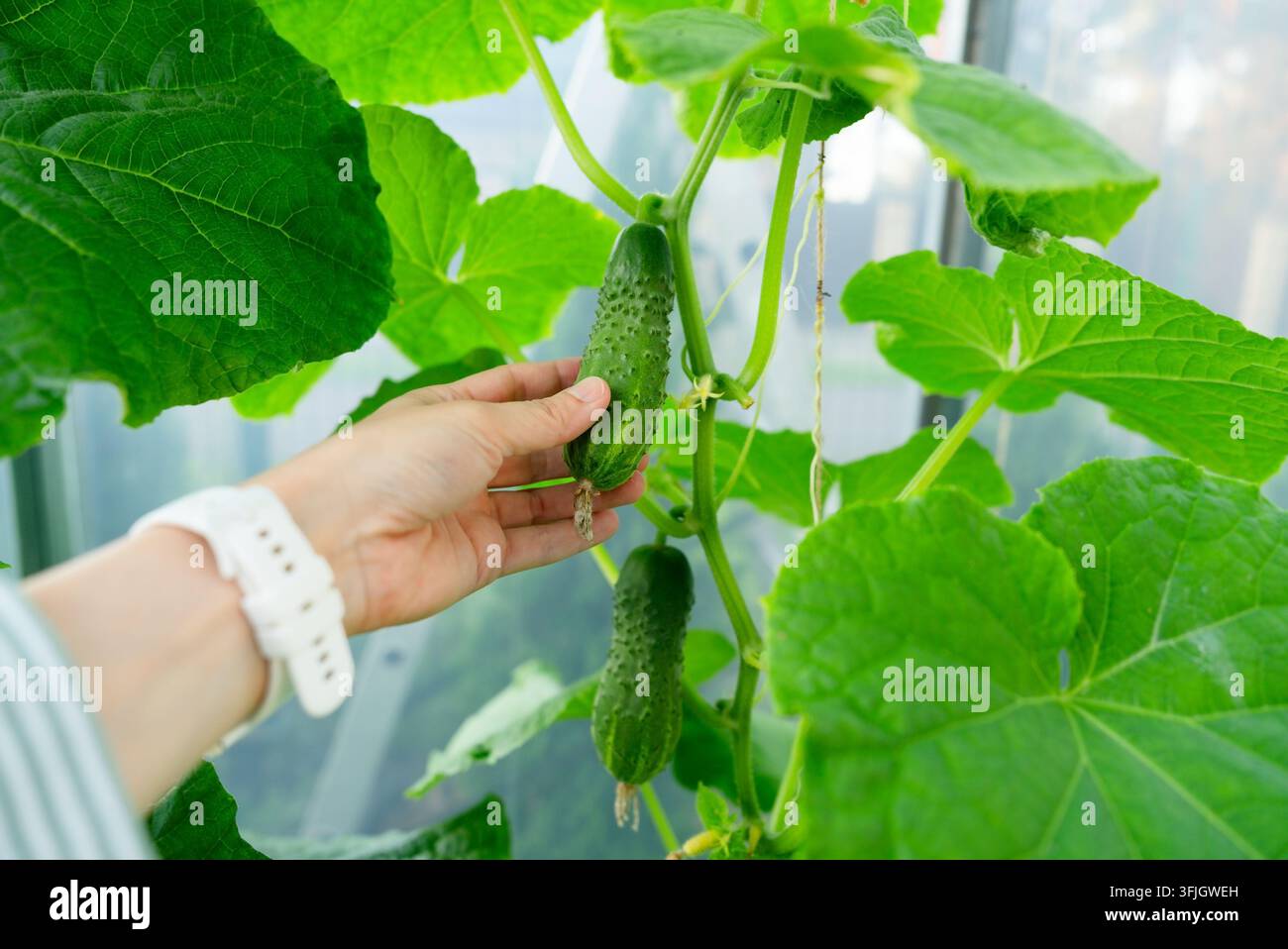 Una mano attenta si protende per ispezionare un cetriolo fresco che cresce su una vite all'interno di una serra moderna. Questo tocco gentile evidenzia la cura dedicata al raccolto nell'agricoltura indoor. Foto Stock