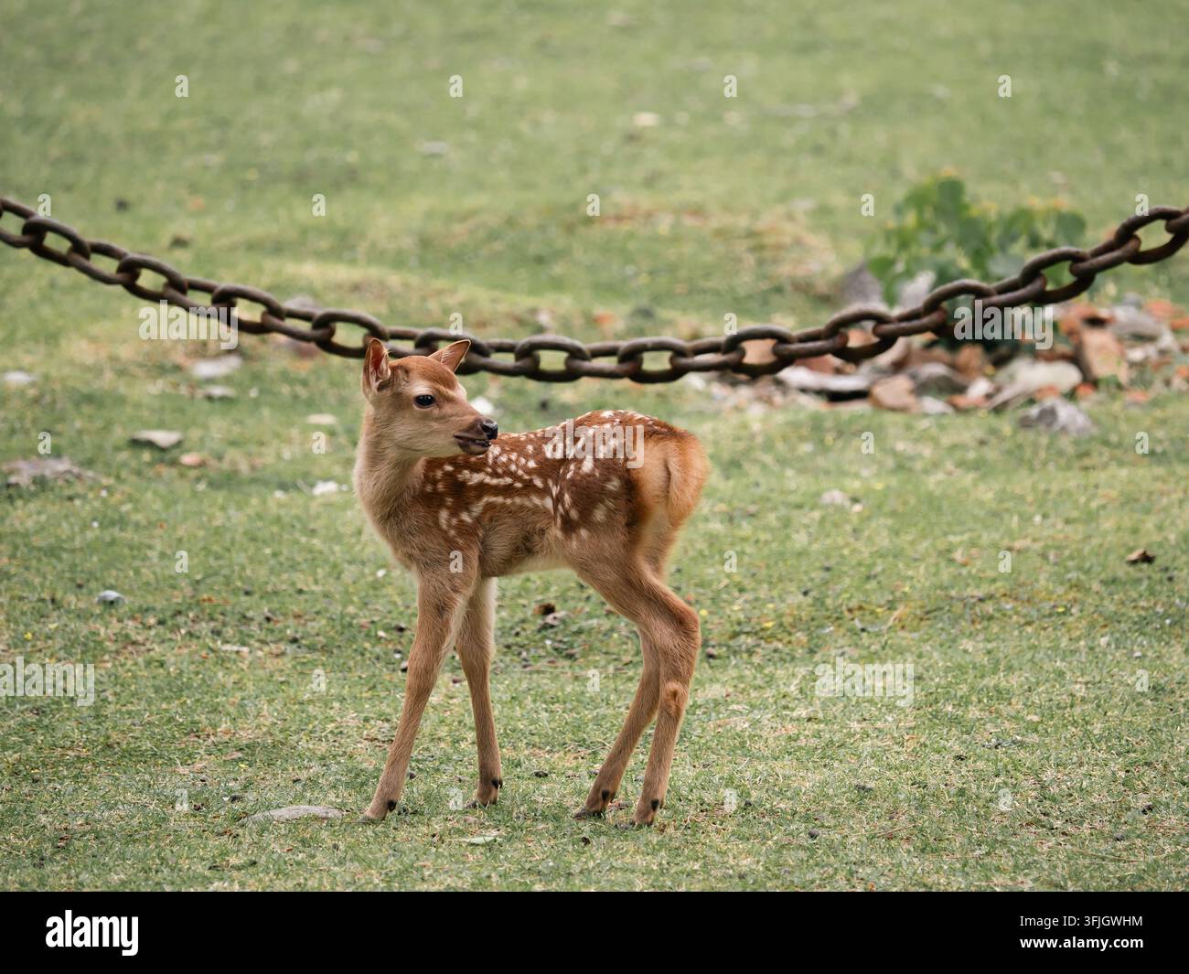 Cerbiatto di cervo Sika con macchie bianche in piedi sull'erba del Nara Park, Giappone Foto Stock