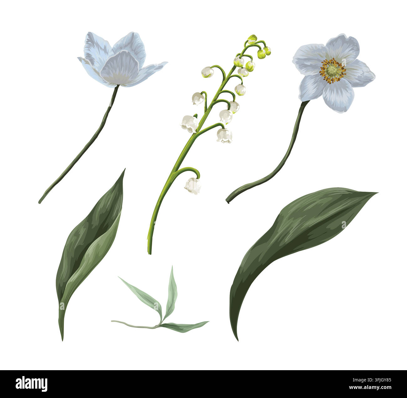 Fiori selvatici bianchi e mughetto Elementi botanici realistici isolati su sfondo bianco Illustrazione Vettoriale