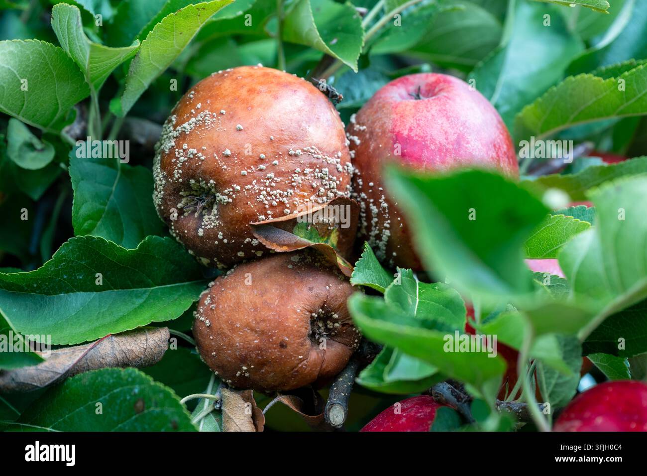 Mele marce appese a un ramo di un albero in un frutteto durante il periodo della raccolta Foto Stock