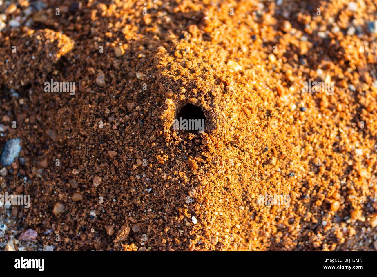 Vista macro di un buco di nido di vespa solitaria centrato in un piccolo cratere sabbioso conico, che mostra l'architettura intricata del suolo e le tane della fauna naturale Foto Stock