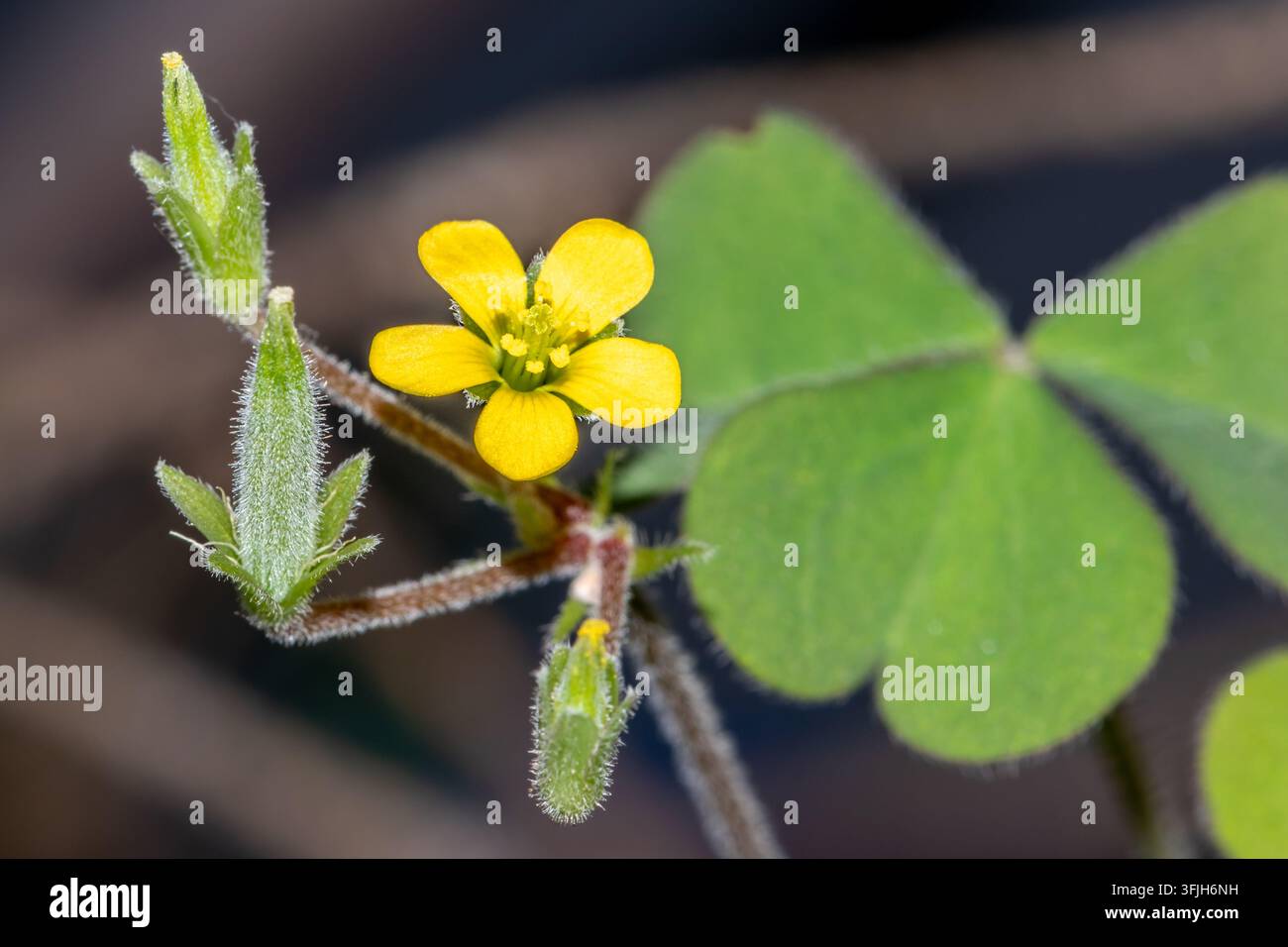 Oxalis corniculata, acetosella rampicante a Città del Capo, Sudafrica Foto Stock