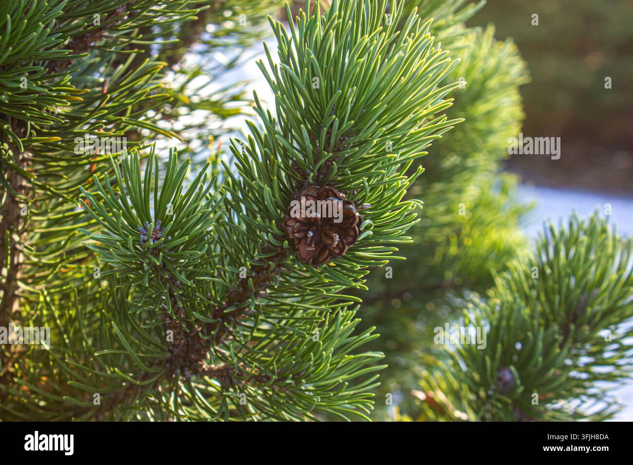 Ramo di pino verde fresco con una piccola cono marrone in primo piano, giornata soleggiata nella foresta invernale, sfondo di conifere naturale per design stagionale. Foto Stock