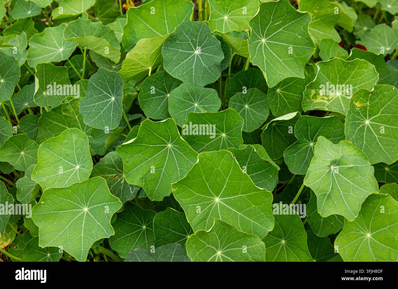 Sfondo di foglie di nasturzio verde fresco visto dall'alto, motivo vivace di fogliame rotondo nel giardino, sfondo organico naturale. Foto Stock