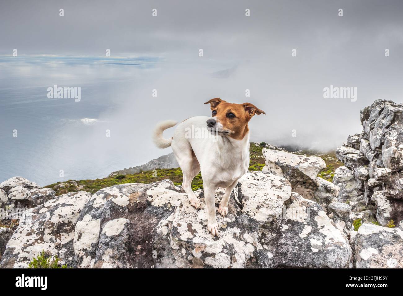 Cane Jack Russel su una cresta rocciosa sopra la nebbiosa costa atlantica di Città del Capo Foto Stock