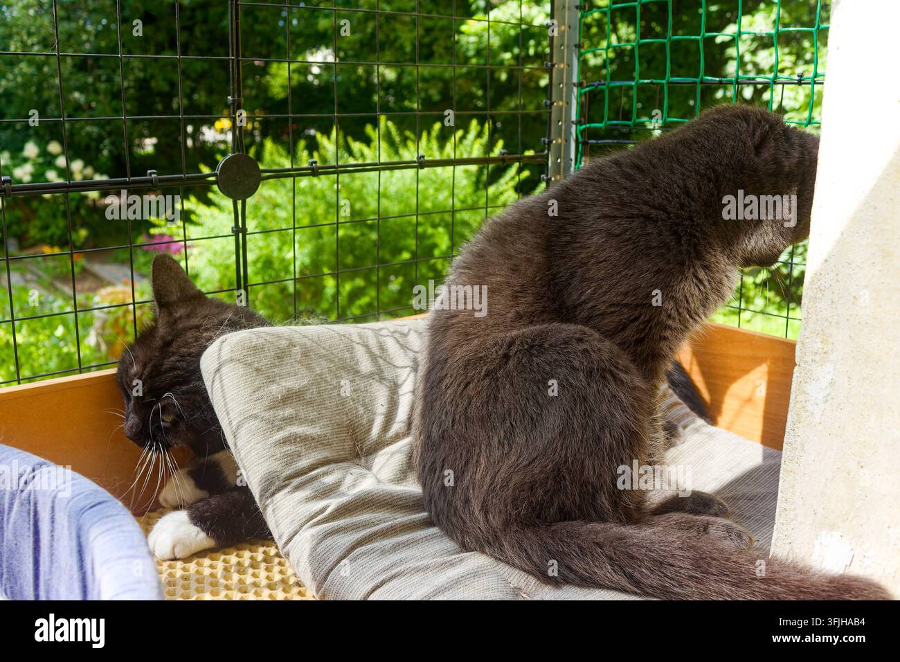 Un momento divertente ma teso di un gatto pesante seduto su un altro all'interno di un catio soleggiato, creando un'allegoria umoristica di una relazione tossica o abusiva Foto Stock