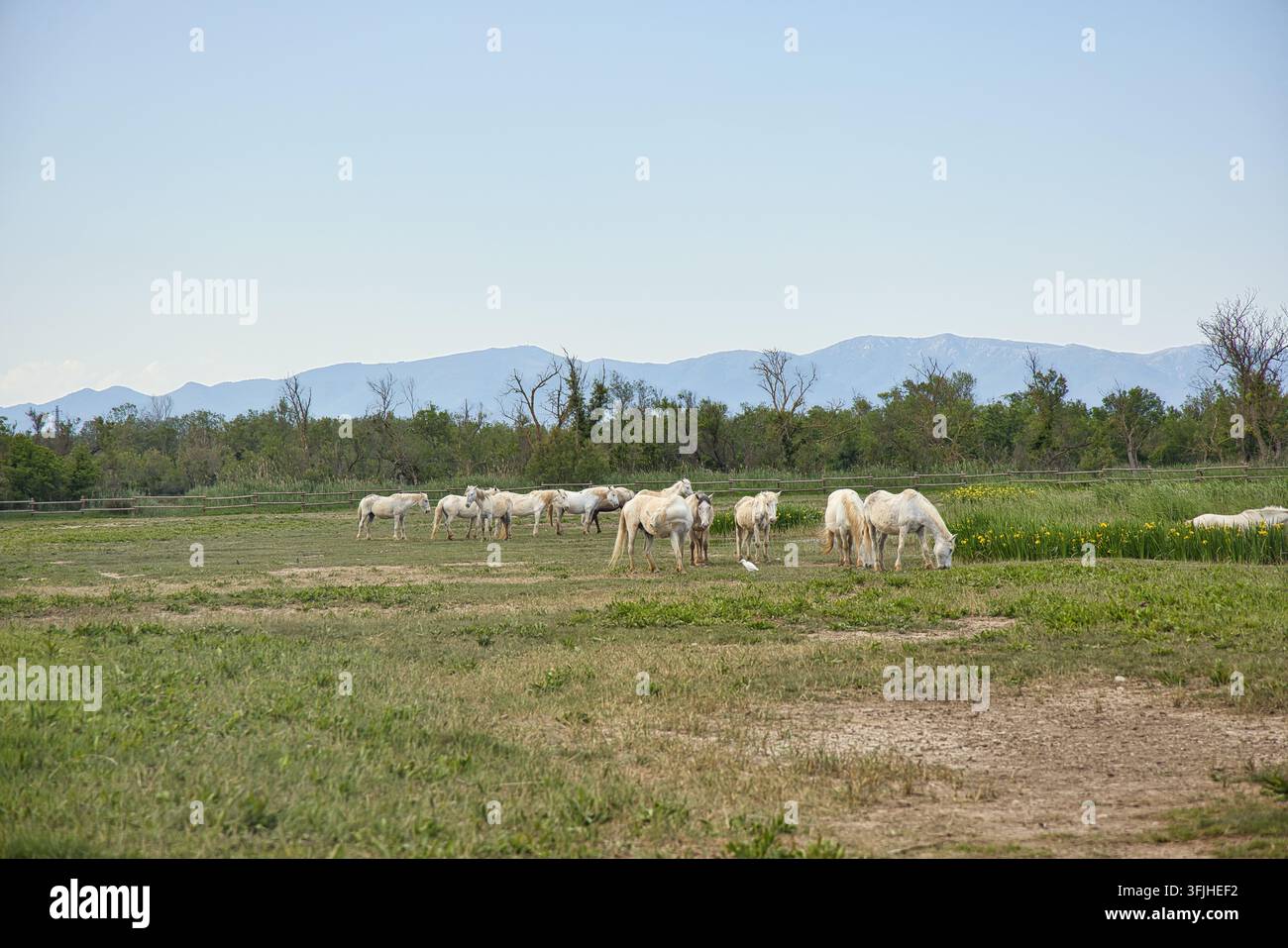 Cavalli che pascolano nelle Aiguamolls de l’Empordà, in Catalogna Foto Stock