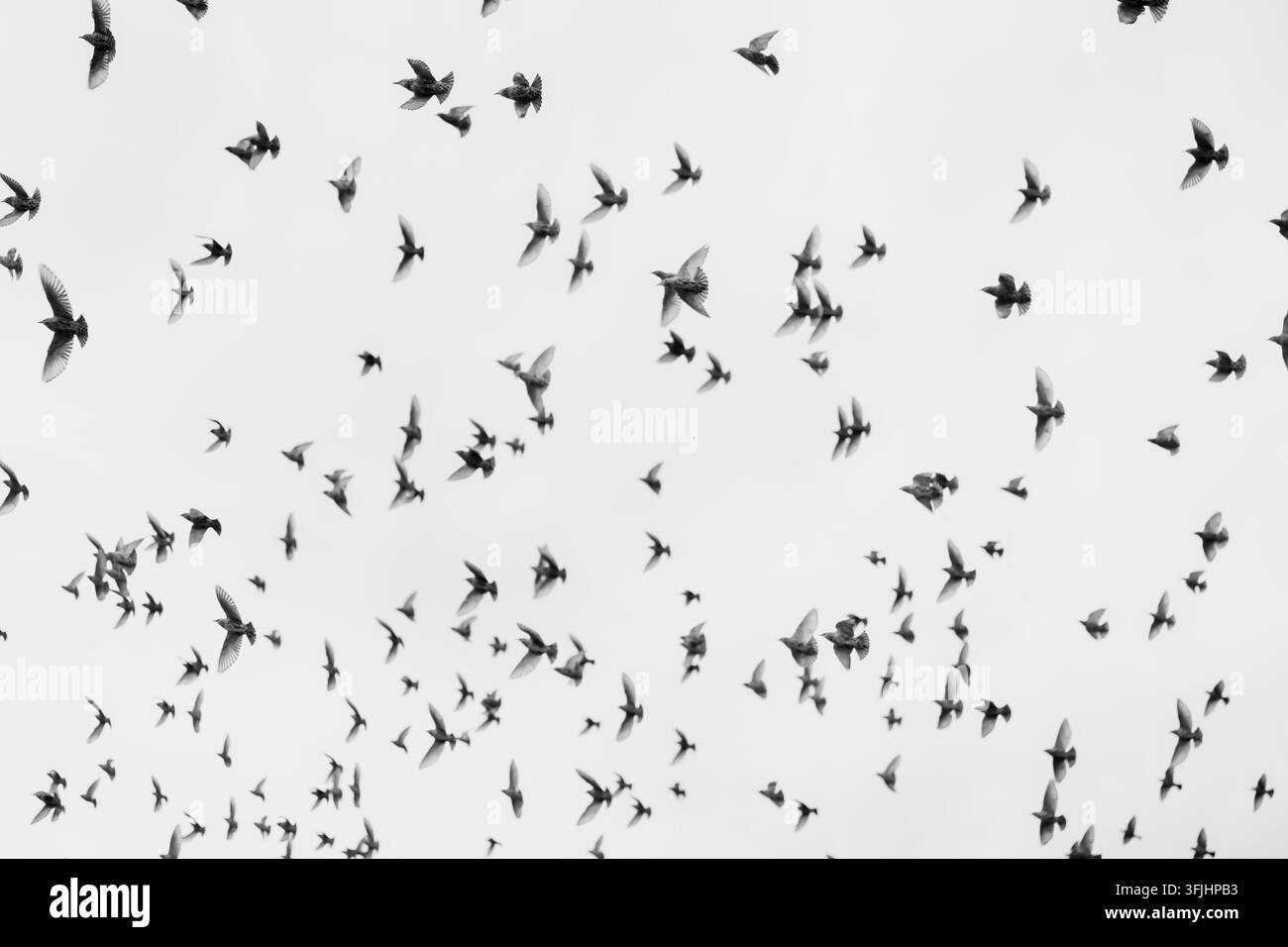 Un grande stormo di uccelli vola con le ali in diverse posizioni attraverso l'aria aperta, illustrando il movimento aviario collettivo e l'osservazione della fauna selvatica di fli Foto Stock