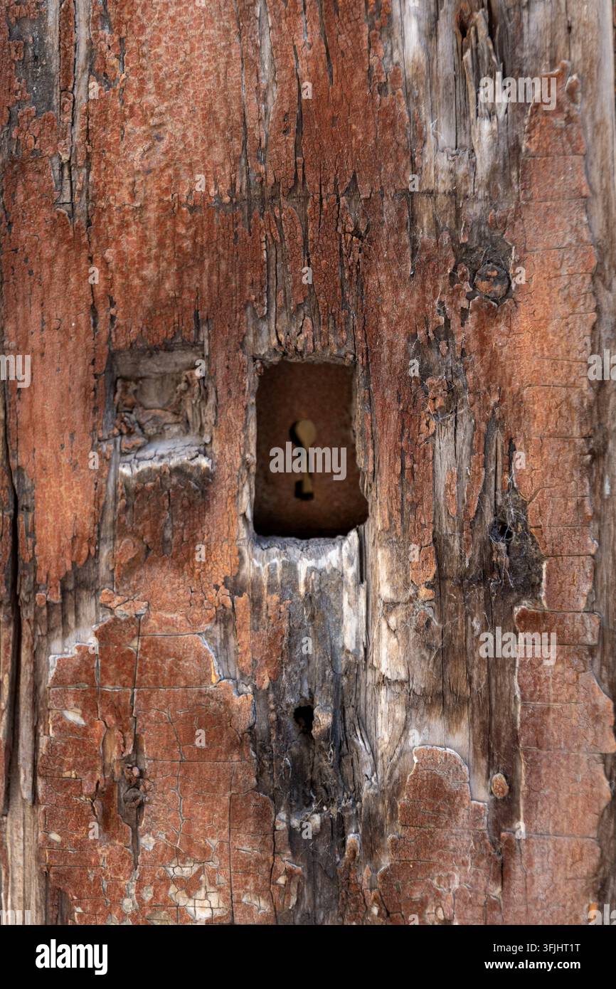 Un primo piano di legno stagionato con una serratura arrugginita e una superficie fortemente crepata. Foto Stock