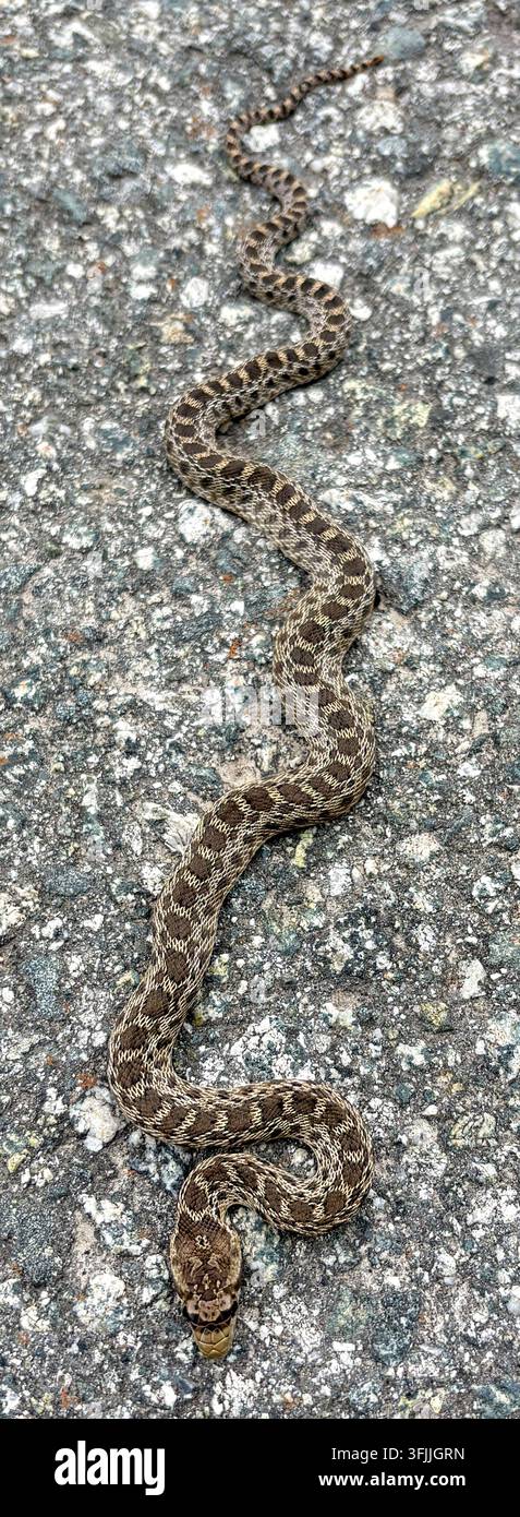 un serpente gopher del Pacifico giovanile su un sentiero di asfalto a Palo Alto, California. Foto Stock