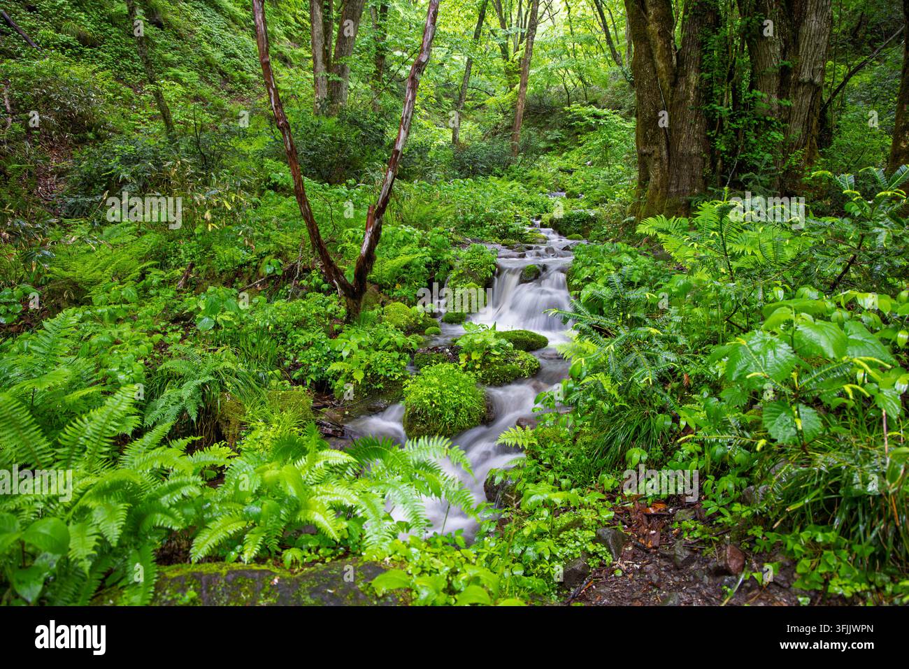 L'acqua nel ruscello di montagna scorre attraverso felci di una foresta verdeggiante Foto Stock