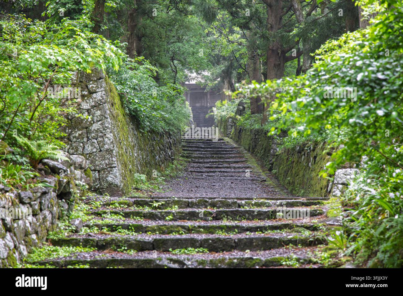 Antico sentiero di pietra attraverso una foresta rigogliosa sul Monte Daisen a Tottori, Giappone Foto Stock