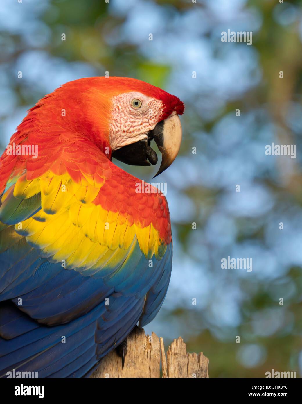 Ritratto di profilo di un Ara macao (Ara macao) nella foresta tropicale della Costa Rica. Foto Stock
