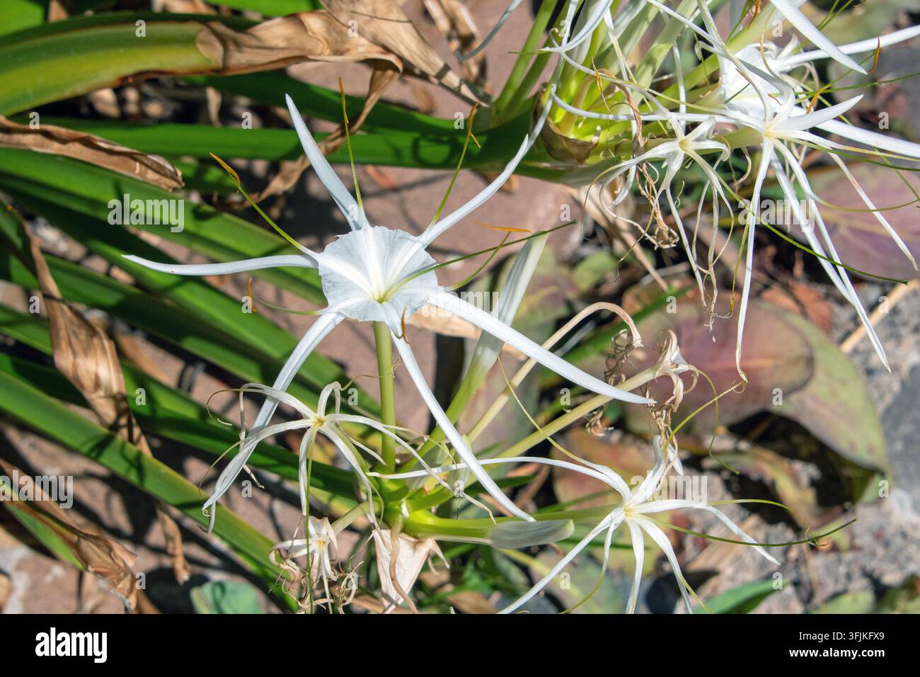 Giglio ragno del Sonora (Hymenocallis sonorensis) Foto Stock