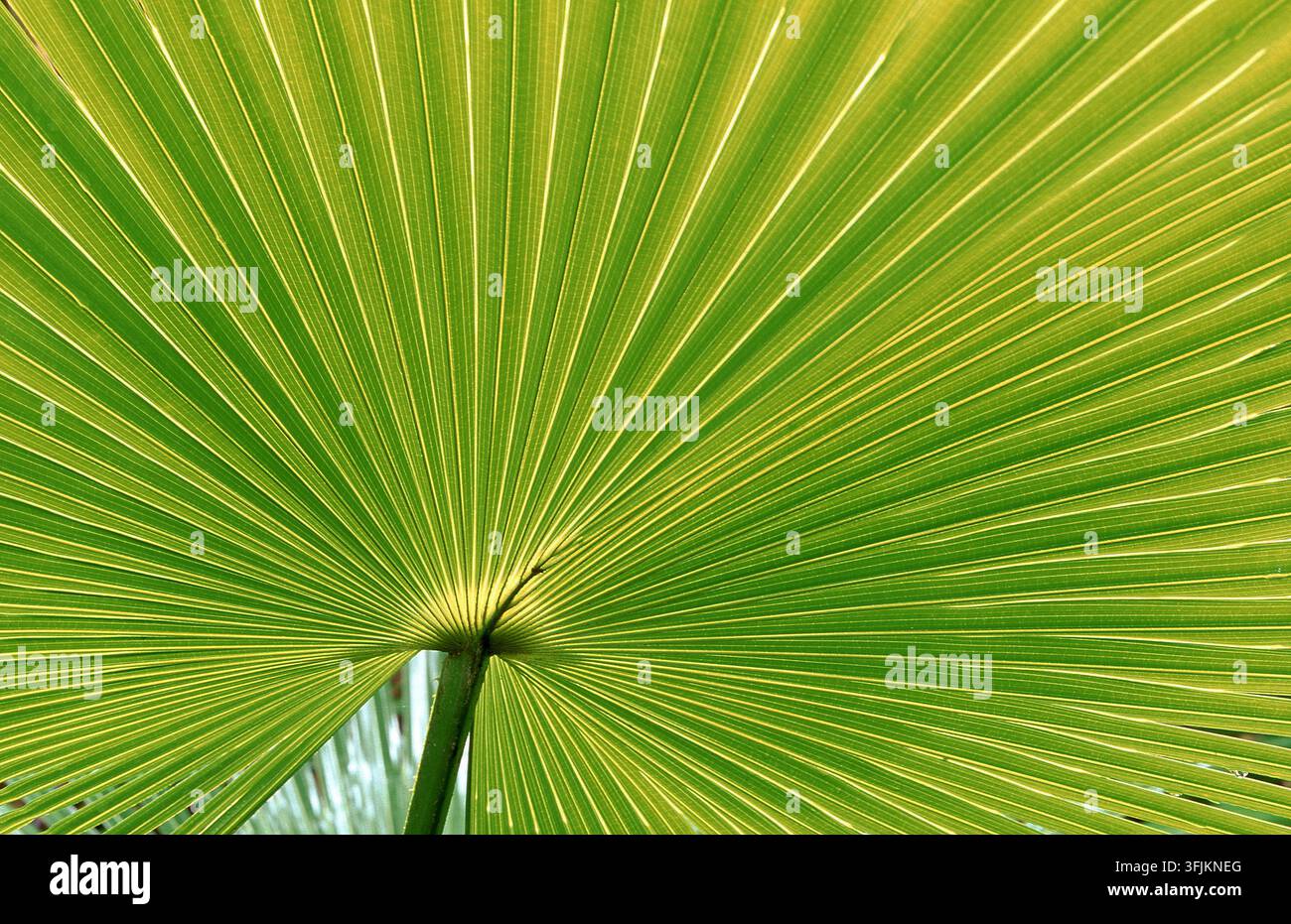 IMMAGINE RAVVICINATA DELLE DETTAGLIATE E VIBRANTI PATTERN E TESTURA DI UNA FOGLIA DI PALMA VERDE O DI UN FOGLIO A VENTAGLIO. AUSTRALIA. Foto Stock