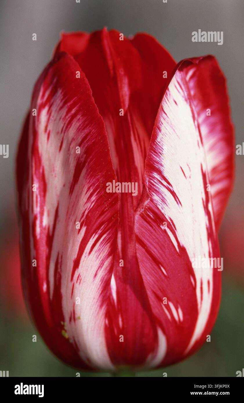 PRIMA PIANURA DI UNA TULIPA SINGOLA ROSSA E BIANCA (TULIPA) Foto Stock