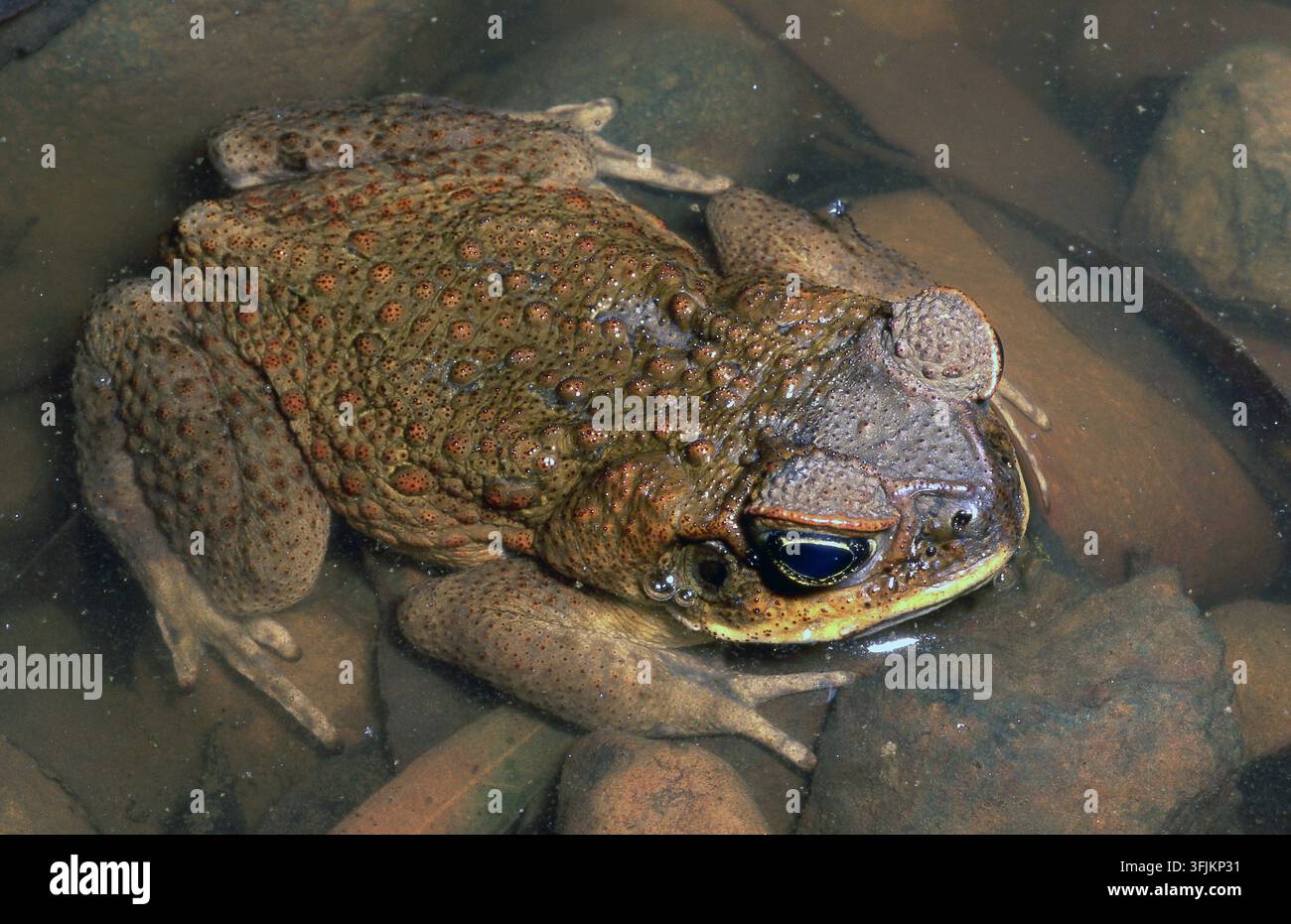 RANA CANNA AUSTRALIANA (RHINELLA MARINA) A RIPOSO TRA LE ROCCE IN ACQUA SHALLOW, AUSTRALIA OCCIDENTALE. Foto Stock