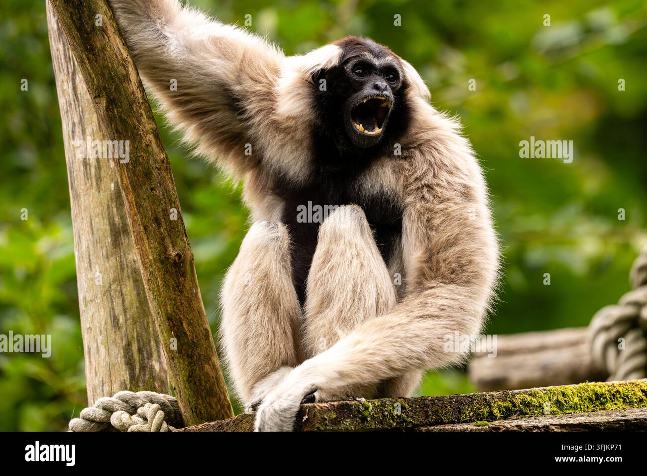 Gibbone che chiama con la bocca spalancata Foto Stock