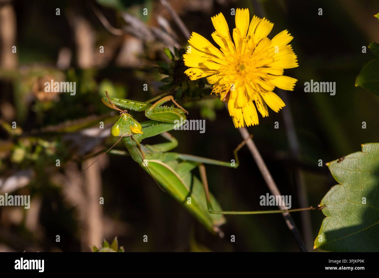 Primo piano di una mantide religiosa verde che riposa tra la vegetazione naturale accanto a un fiore selvatico giallo brillante. L'insetto predatore mostra il suo t distintivo Foto Stock