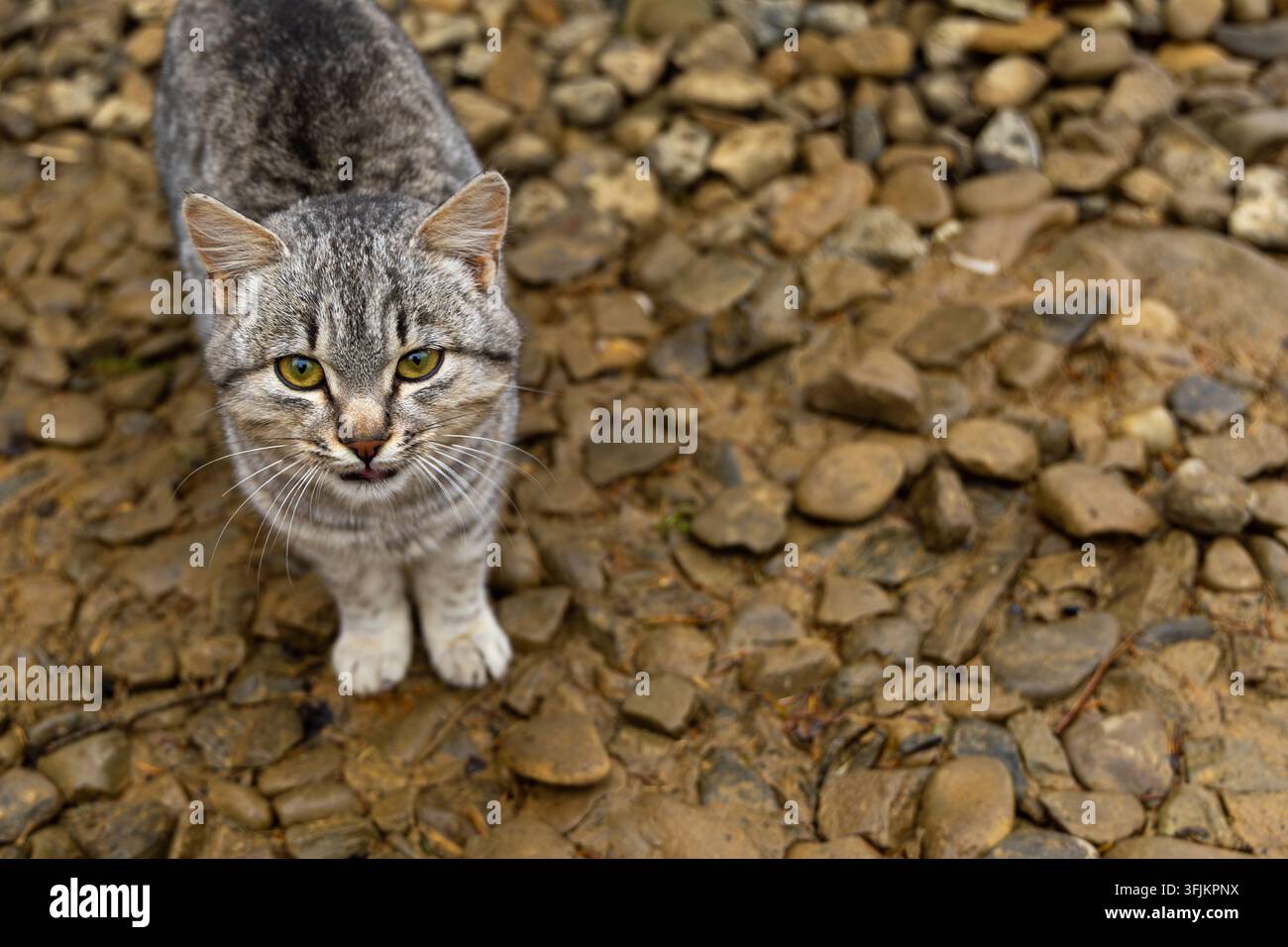 Gatto grigio tigrato in piedi su terreno roccioso. Gatto grigio tigrato con occhi verdi in piedi su terreno roccioso e guarda direttamente la fotocamera. Foto Stock