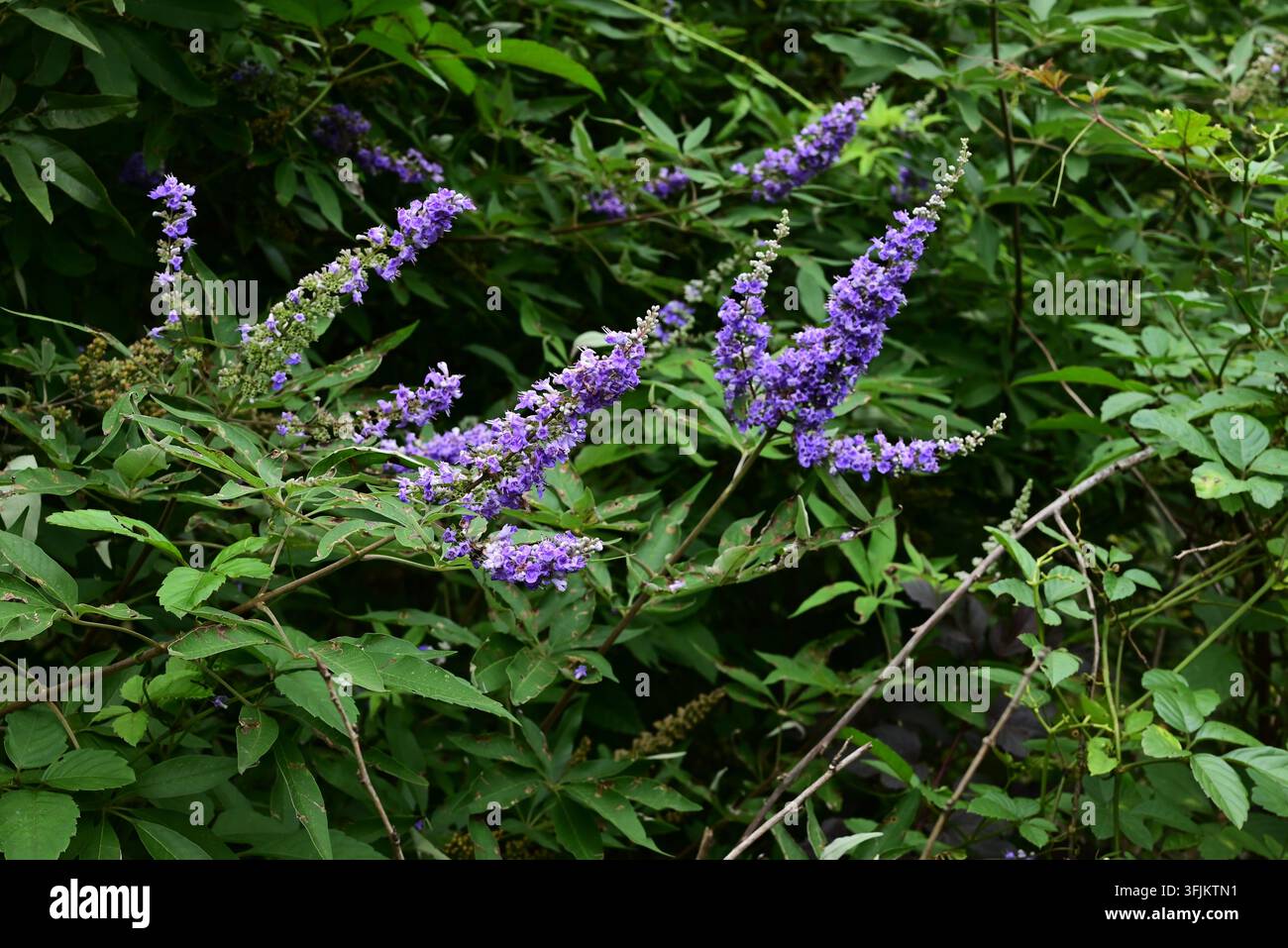 Fiori del vitex agnus castus (albero casto). Arbusto deciduo delle Lamiaceae, Foto Stock