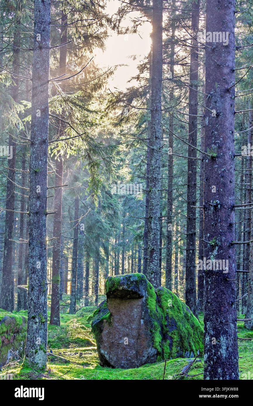 Bosco di abeti con raggi di sole e masso ricoperto di muschio Foto Stock