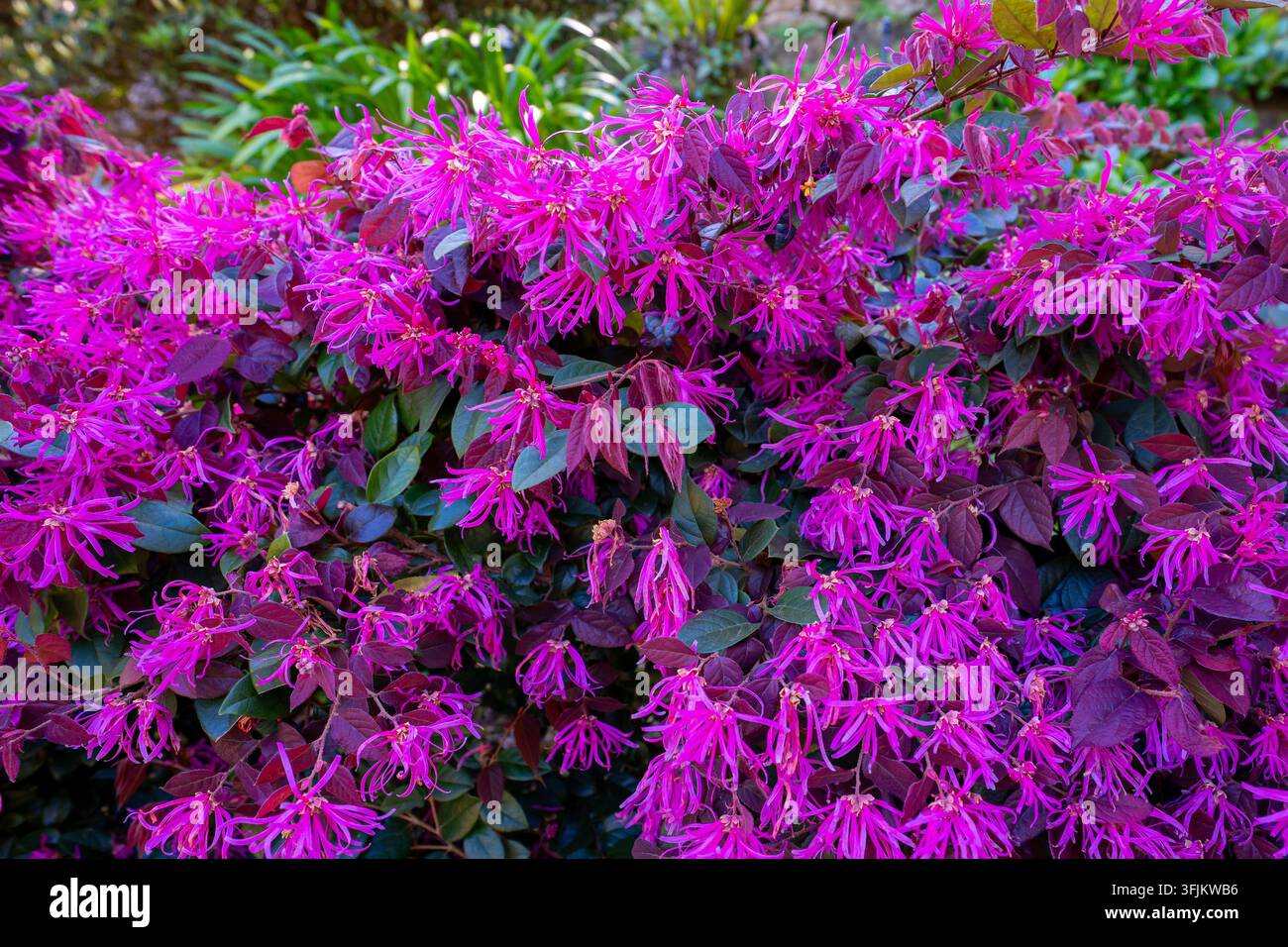 Fiore a frange cinese (Loropetalum chinense var. rubrum) sulla collina dei Lisgar Gardens nella periferia nord di Hornsby, a Sydney, Nuovo Galles del Sud Foto Stock