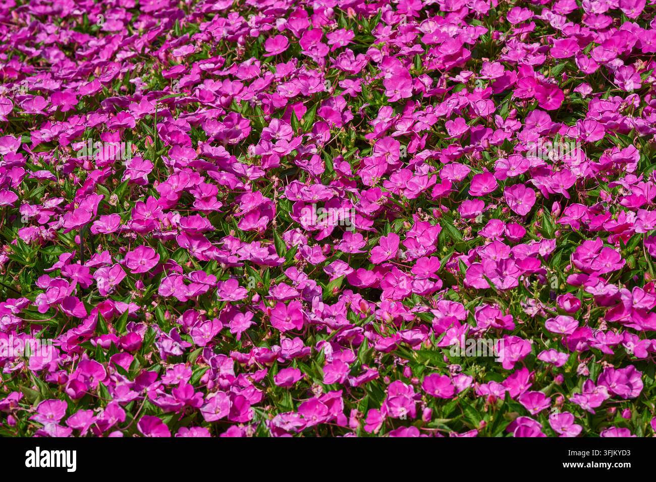 Fiori di impatiens rosa che sbocciano in un letto da giardino, creando un tappeto denso e colorato di petali magenta e foglie verdi Foto Stock