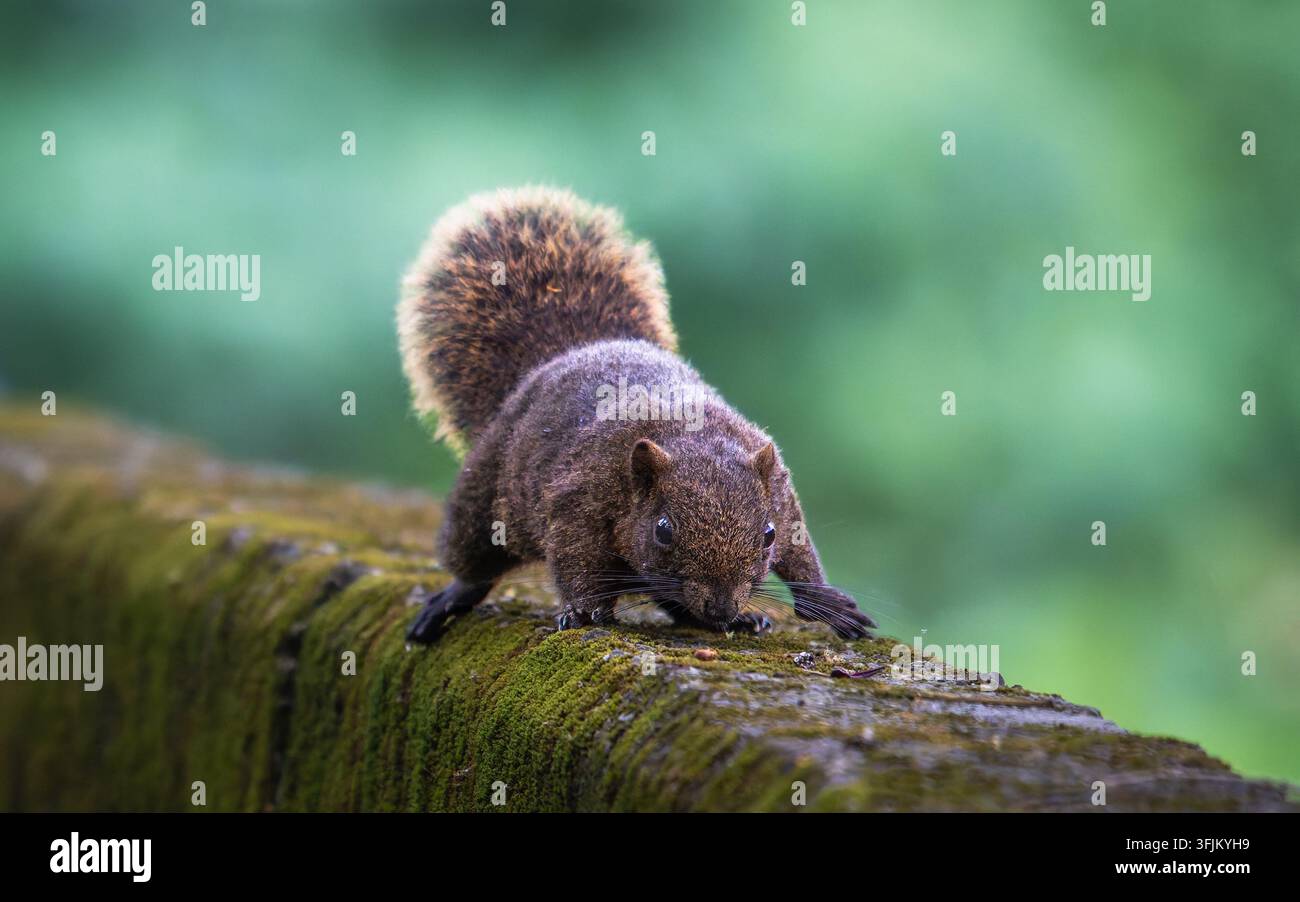 Uno scoiattolo formosano è in allerta su un muro di pietra coperto di muschio a Wulai, Taiwan, con uno sfondo naturale verde e soffice. Foto Stock