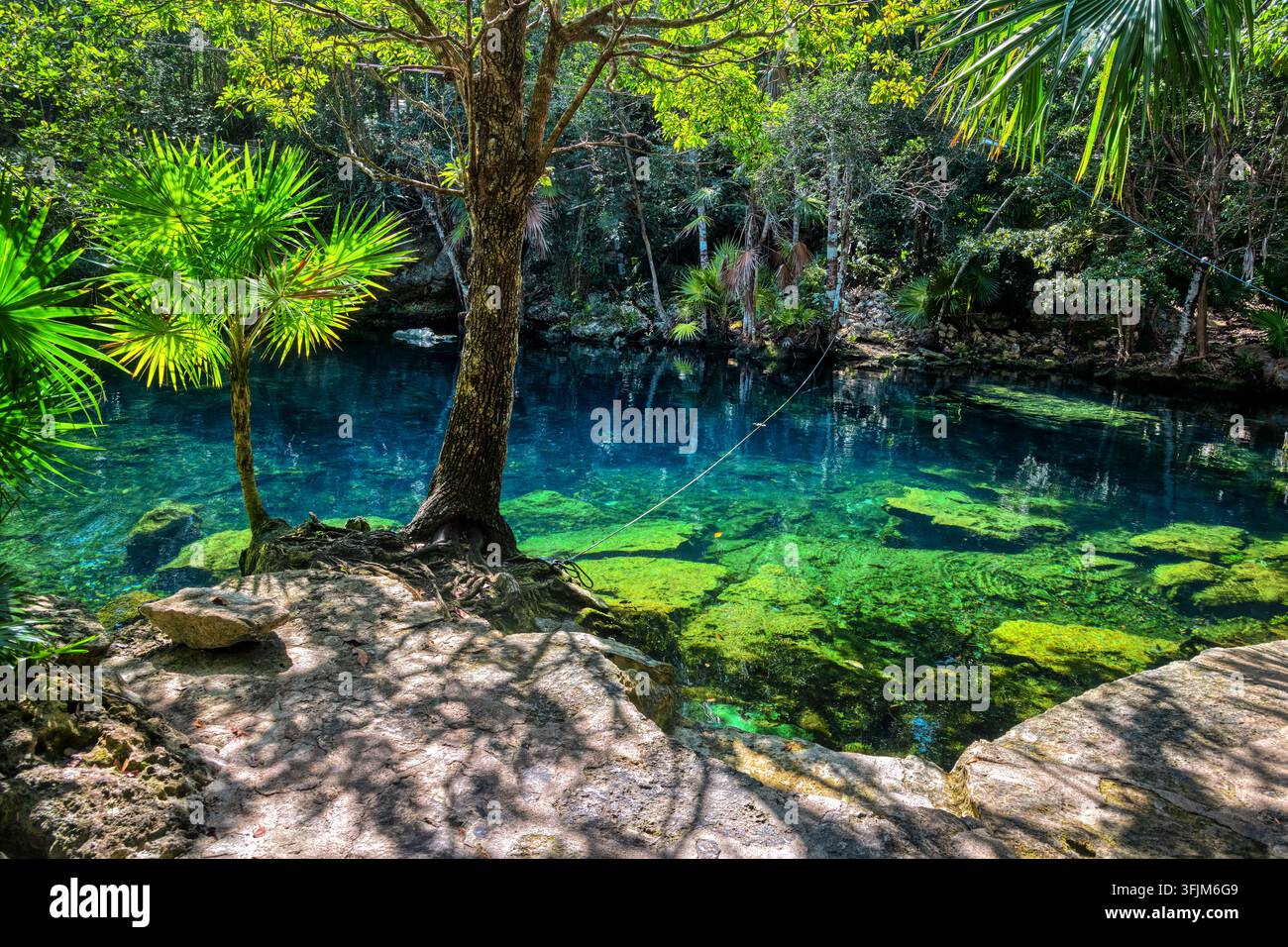 Acqua cristallina circondata da lussureggiante vegetazione verde tropicale in un cenote aperto vicino alla città di Tulum, penisola dello Yucatan, Messico Foto Stock