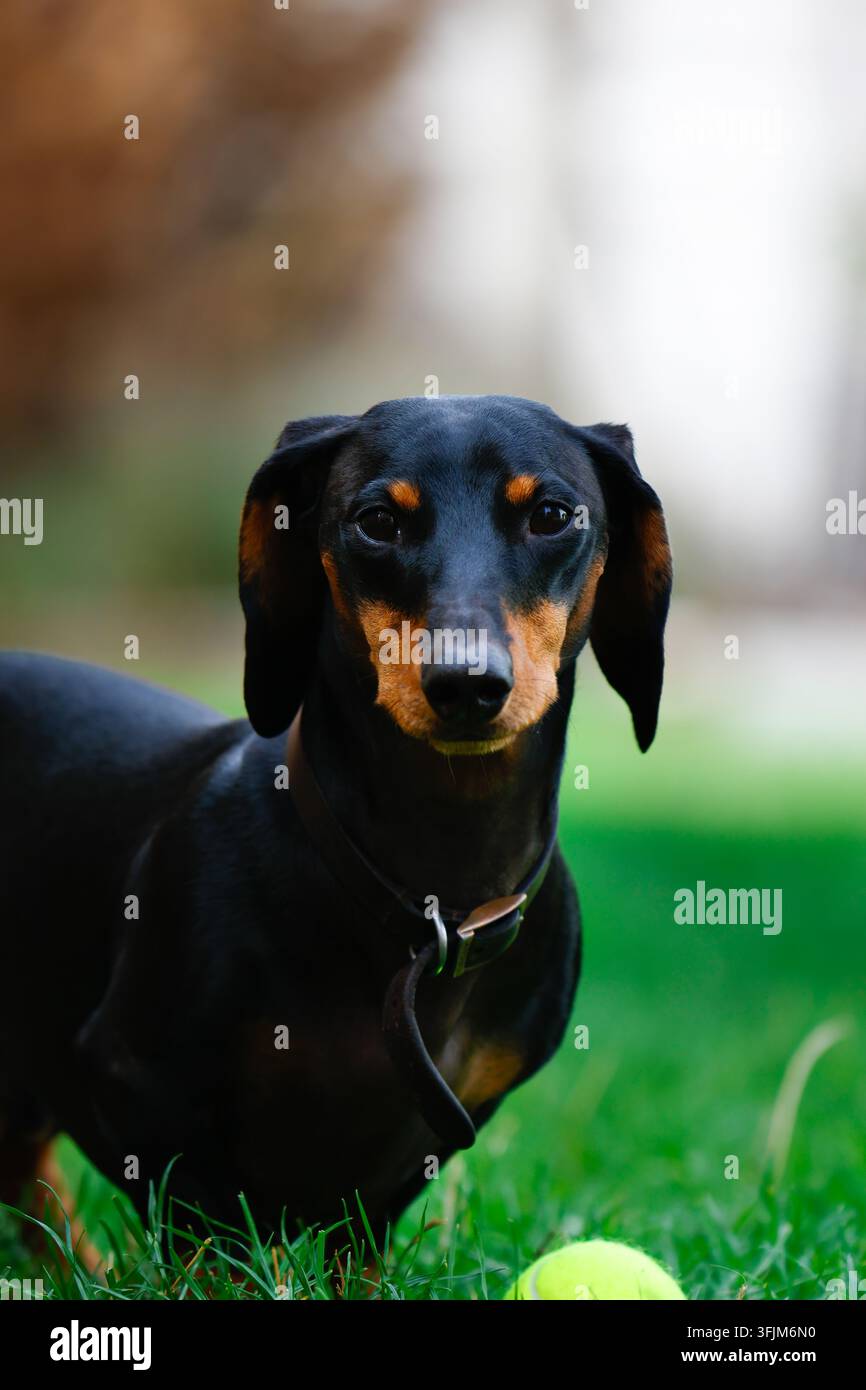 Cane carino che si diverte nel parco, fissando la telecamera. Foto Stock