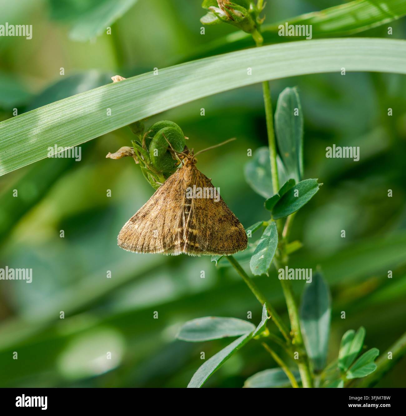 Una fotografia macro dettagliata che cattura una falena perlacea con barre di paglia Foto Stock