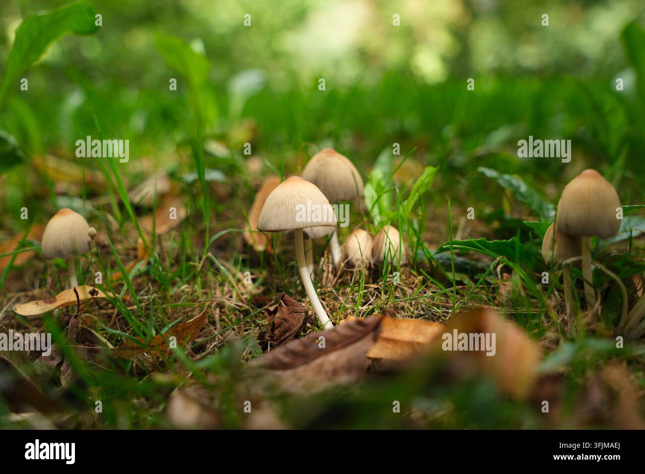 Gruppo di piccoli funghi selvatici a inchiostro (Coprinellus micaceus) che spuntano attraverso l'erba verde e il fogliame marrone caduto su un terreno boschivo soleggiato in autunno. Foto Stock