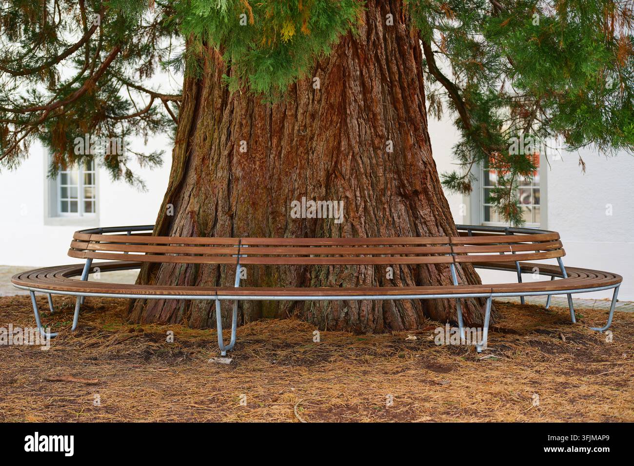 Panchina rotonda in legno che circonda la base di un enorme tronco di conifera con rami verdi lussureggianti in un cortile urbano o in un'area del giardino. Foto Stock