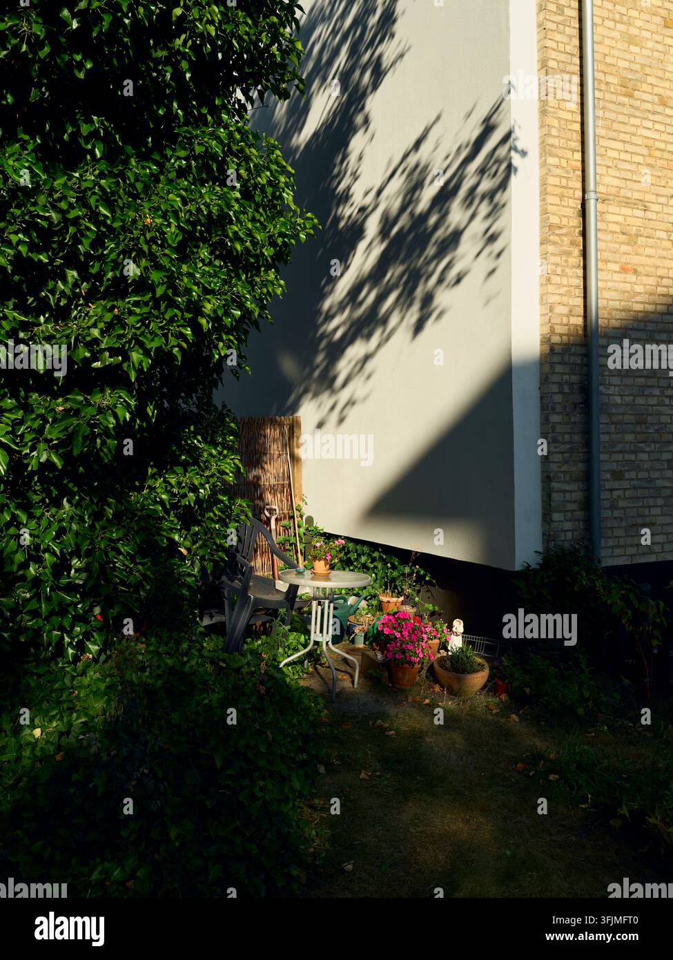 Angolo di giardino lussureggiante al sole del tardo pomeriggio Foto Stock