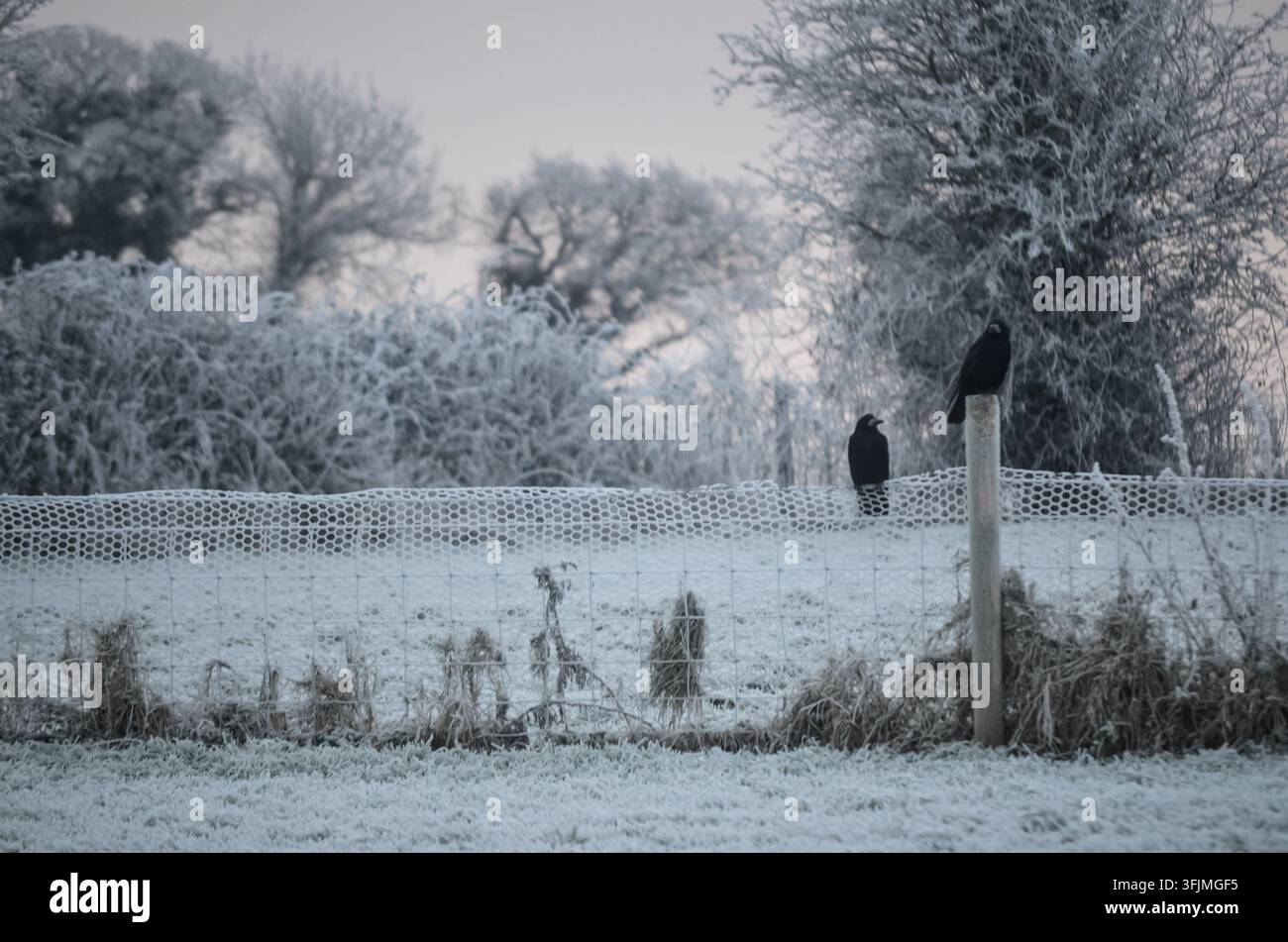 Uccelli neri appollaiati su pali di recinzione in una campagna invernale coperta di ghiaccio con alberi e vegetazione ghiacciati. Foto Stock