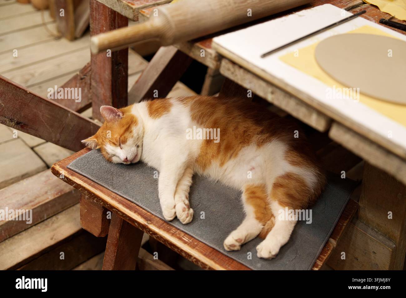 Un gatto arancione e bianco addormentato che riposa su una sedia di legno. Foto Stock