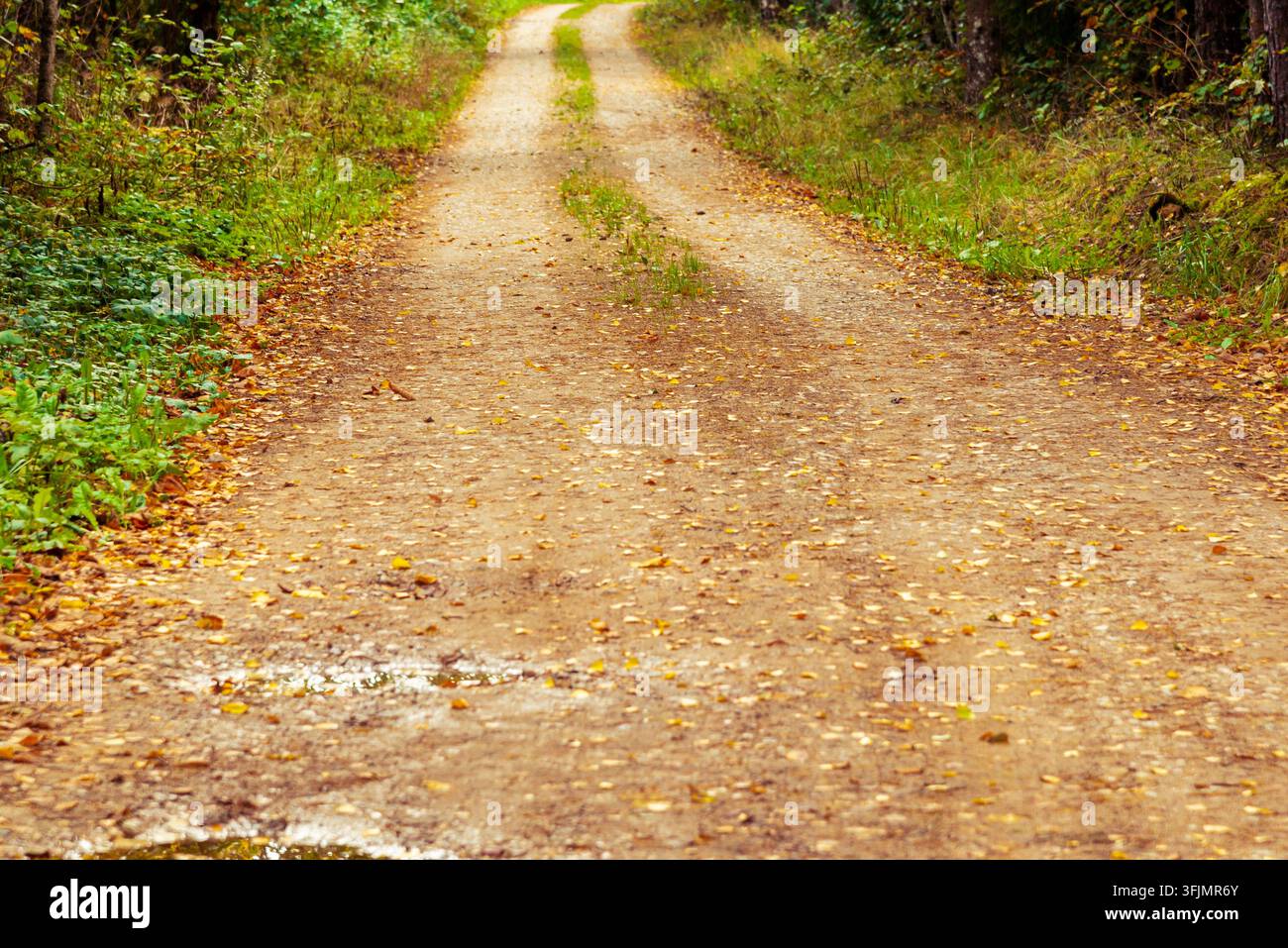 Strada sterrata di campagna in una foresta autunnale con spazio per il testo. Foto Stock
